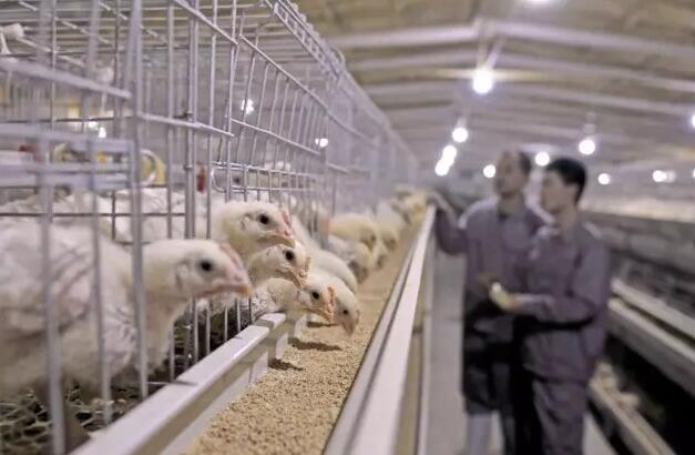 基于5G的智慧養殖方案
